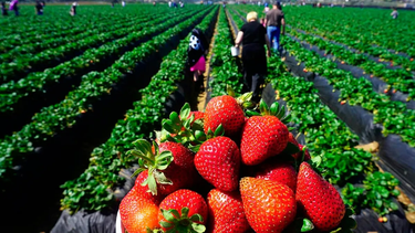 Cómo afectan las heladas a la producción de frutillas en Jujuy