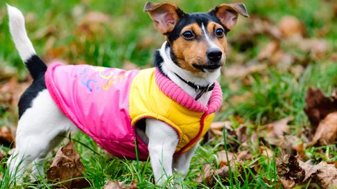 Todo Jujuy | Perrito vestido.jpg