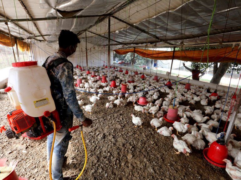 Rusia reporta los primeros casos del mundo de gripe aviar H5N8 en humanos