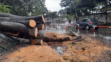 Cayó un árbol en pleno centro: hubo corte de luz, suspención de clases y caos en el tránsito