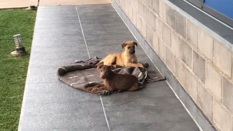 18 perritos buscan una familia 