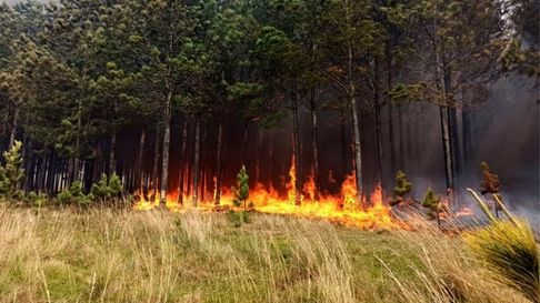 Todo Jujuy | Peligro de incendios en Jujuy (Archivo) (2).jpg