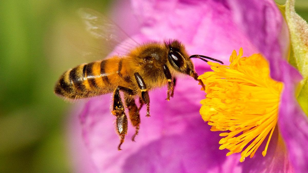 Día Mundial De Las Abejas Por Qué Son Tan Importantes 