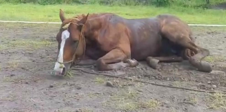 Primer caso sospechoso de encefalomielitis equina en Jujuy.