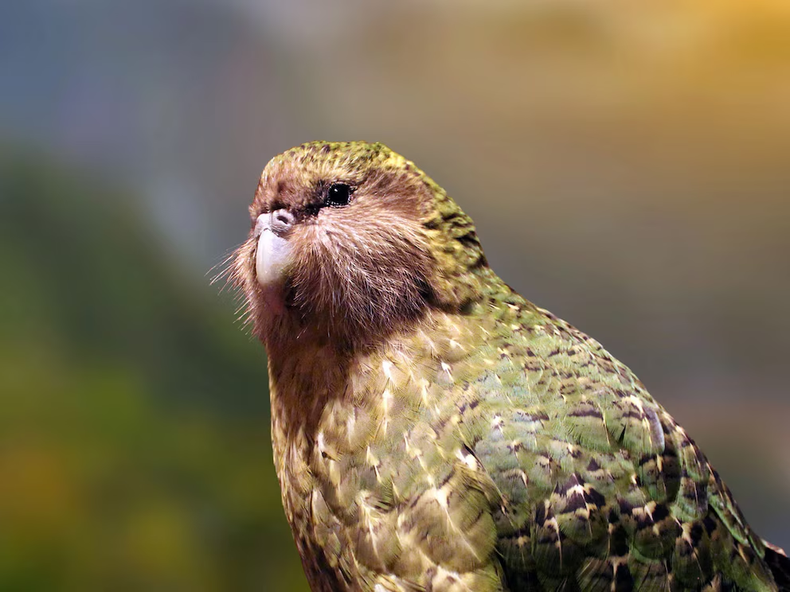 El loro kkp enfrenta condiciones únicas para su supervivencia, resultado de una historia evolutiva singular y profundas alteraciones en su ecosistema (DOC)