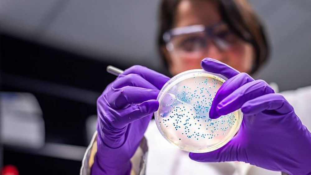 Bacterias