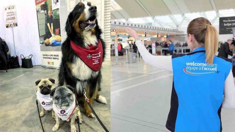 Contrataron perros de terapia para que los pasajeros esperen acompañados en un aeropuerto