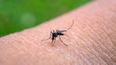 Preocupa el avance del chikungunya, hay más de mil casos en San Martín.