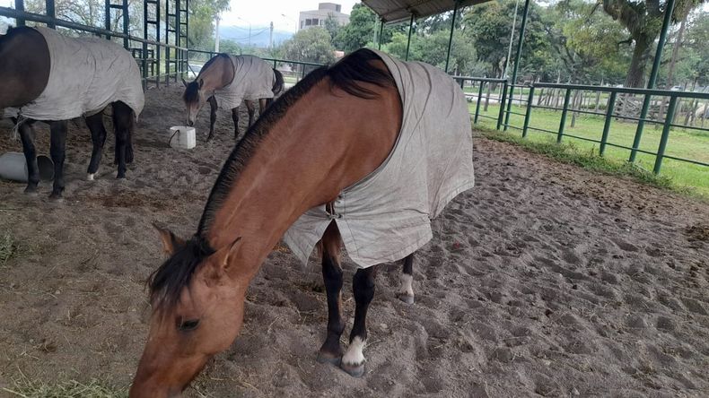 Dos caballos criollos, “Gato” y “Mancha”, cabalgaron más de 21 mil kilómetros hasta Nueva York. 