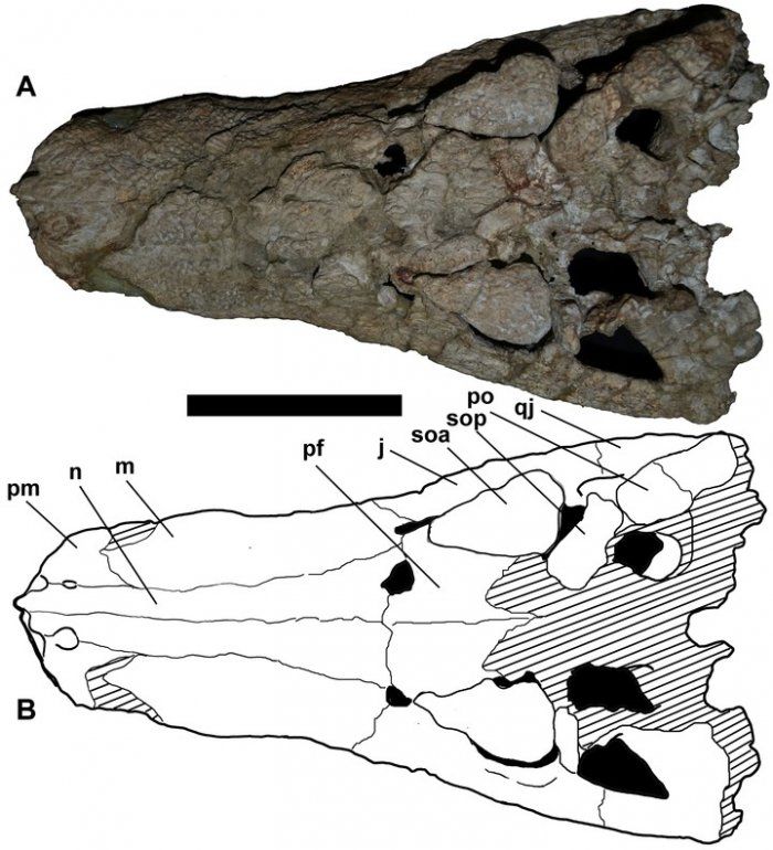 dinosaurio (3).jpg