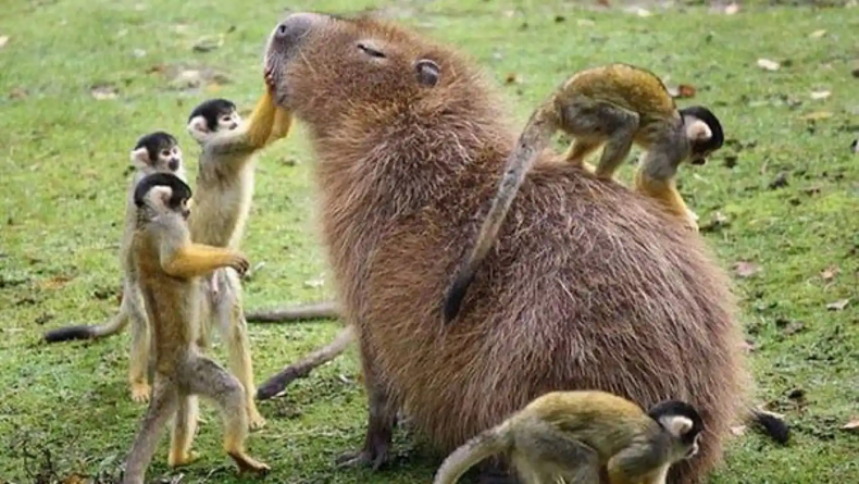 Carpincho, el animal más amistoso del mundo.