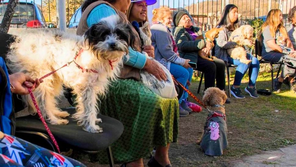 San Salvador de Jujuy: llega el desfile Primavera Canina