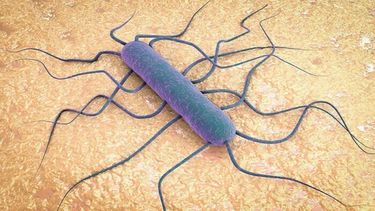 La presencia de esta bacteria es más frecuente en lácteos que no están correctamente producidos o manipulados.