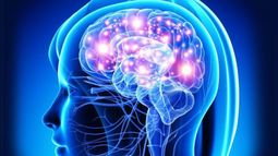 Un estudio reveló qué pasa con el cerebro después de la muerte.&nbsp;