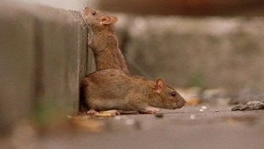las ratas en nuestras casas con la llegada del frio