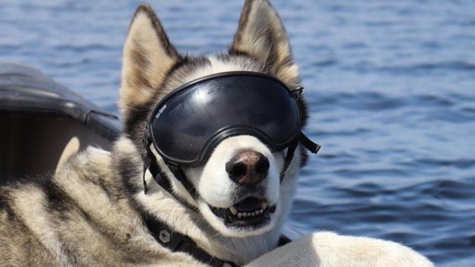 El hombre decidió emprender un viaje en su motocicleta junto a su perro Sox a lo largo del mundo.