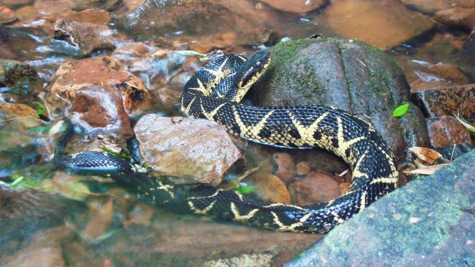 Hallaron una especie de serpiente que brinda una sustancia en el veneno capaz de combatir el COVID-19.