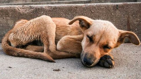Todo Jujuy | perro callejero 22.jpg