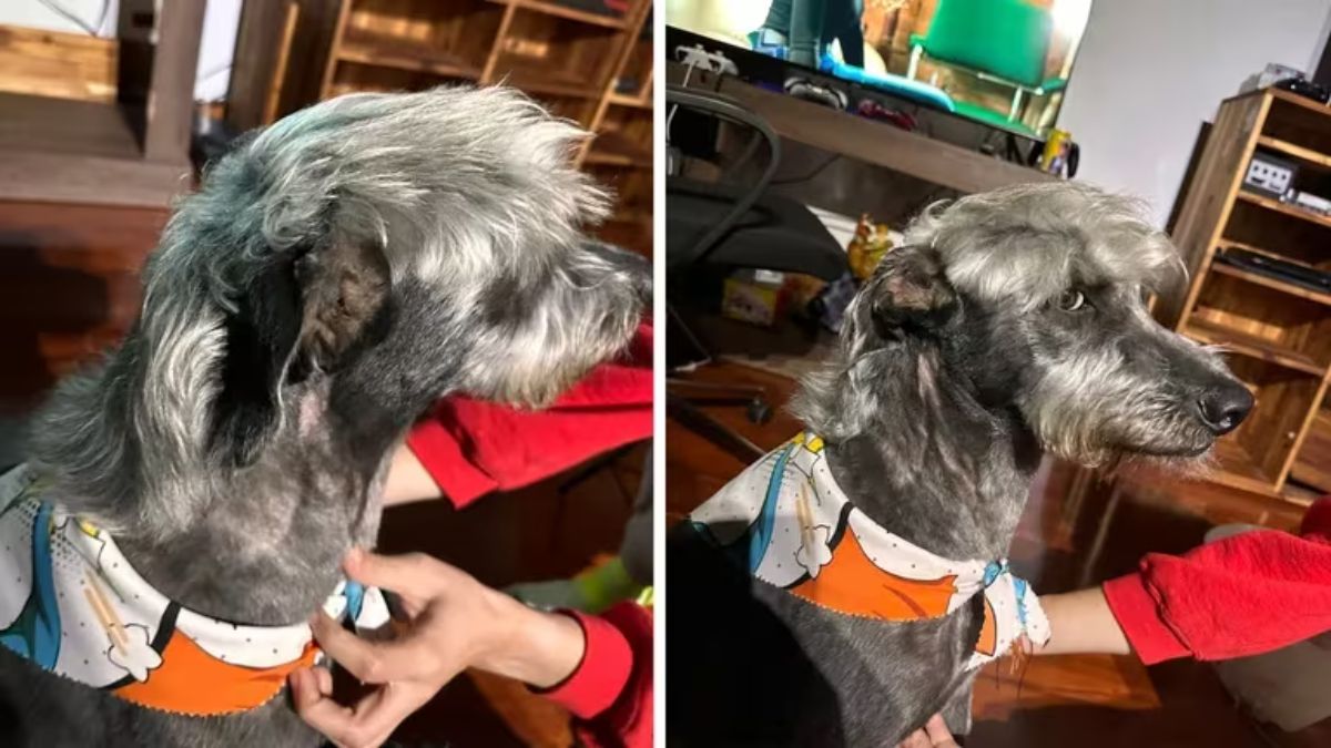 La historia de este perro se volvió viral en las redes sociales.