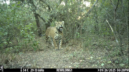La llegada de hembras silvestres de yaguareté permite formar núcleos reproductivos viables, un paso indispensable para revertir décadas de retroceso en la población chaqueña (Rewilding)