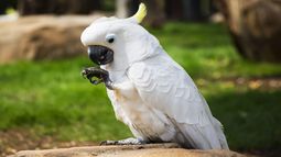 Una cacatúa que se ha criado con perros, por lo que piensa que es una de ellos y le ladra a los repartidores.