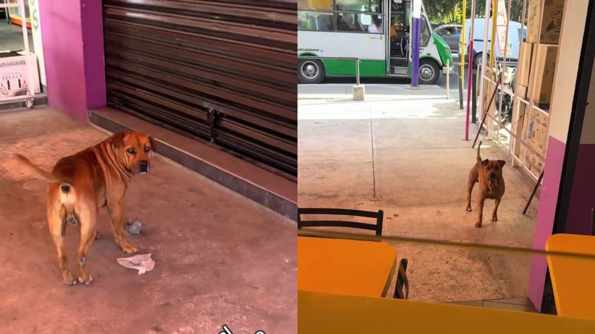 Un perro paga con piedras para recibir hamburguesas y es viral en redes.