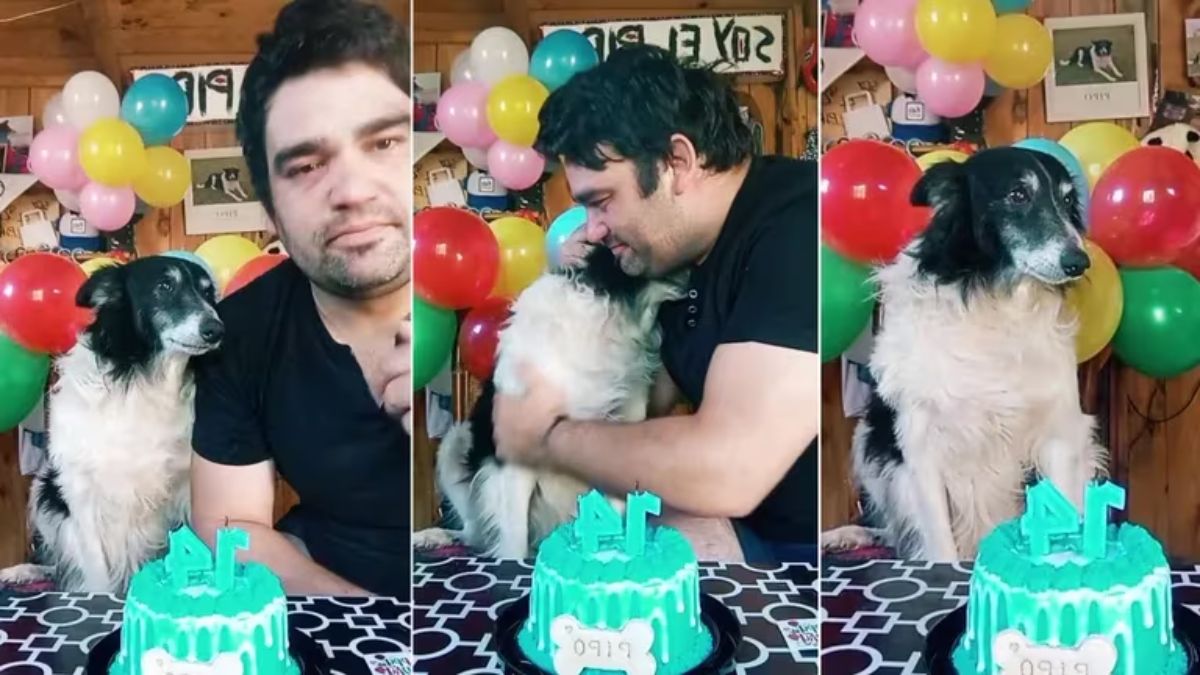 La historia del perro emocionó a todos en las redes sociales