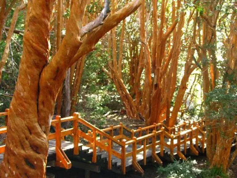 Así son los mejores 5 bosques de Argentina: ¿Dónde quedan?