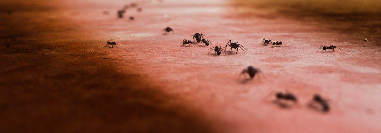 Como Eliminar Las Hormigas De Casa Para Siempre