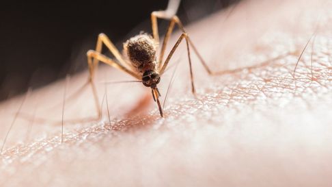 Todo Jujuy | Alarma en Güemes por la presencia de larvas de dengue en todas las muestras