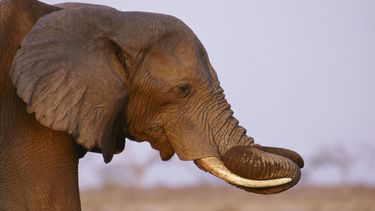 La chica se vio de repente envuelta entre dos trompas de elefante mientras intentaba sacarse la foto.