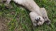 Puma cachorro en Abra Pampa (imagen de archivo)