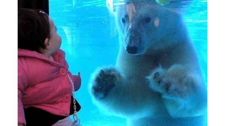 Murió el oso polar