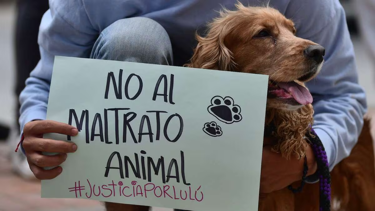 Maltrato animal.