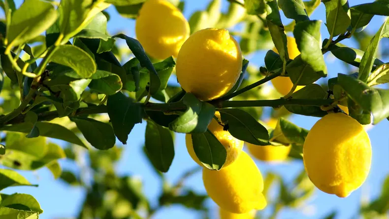Con estos trucos, el limonero puede dar frutos todo el año.