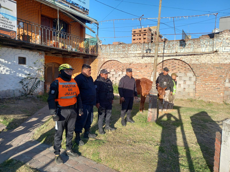 La policía rescató a un caballo suelto en las calles del centro de la ciudad de San Salvador de Jujuy