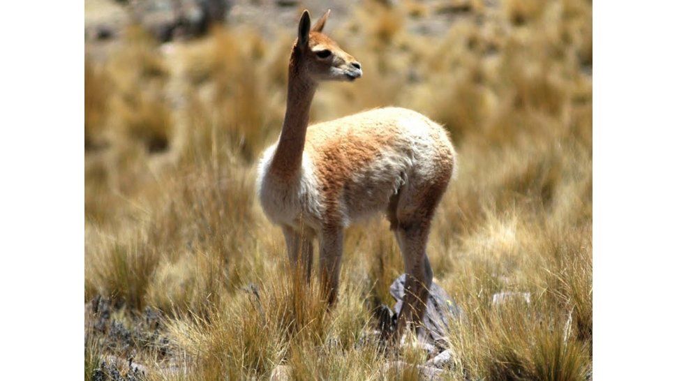 Vicuñas
