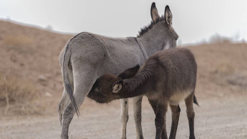 Nueva polémica alimentaria: después de la carne de burro, llega la leche de burra