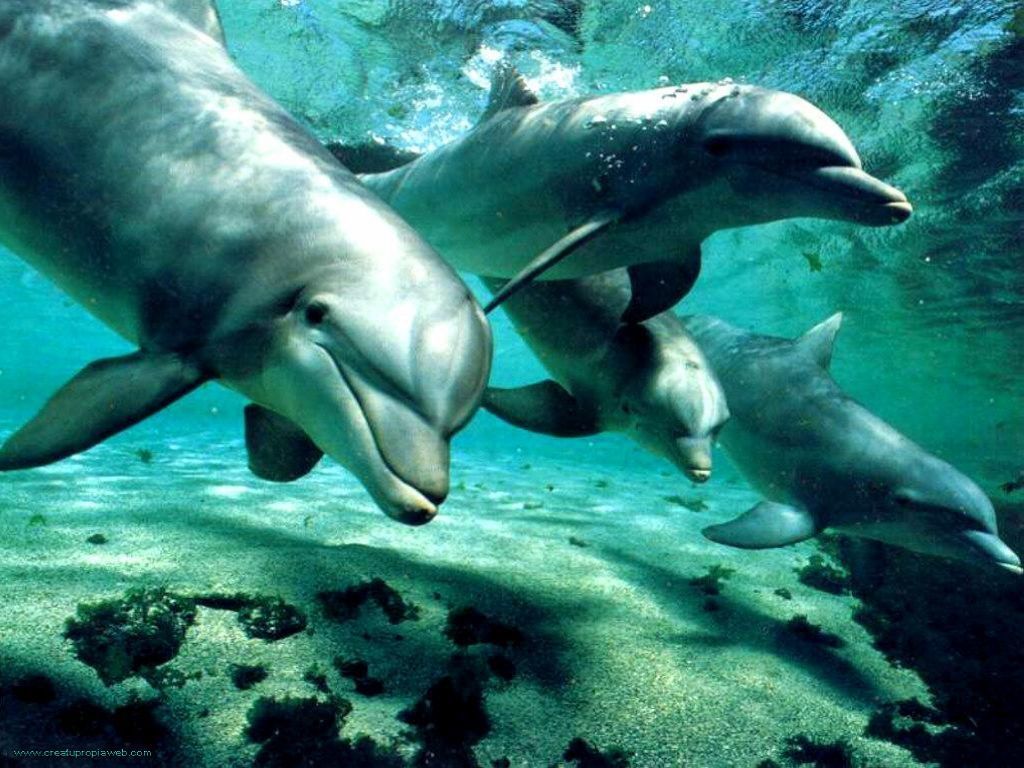 Delfines