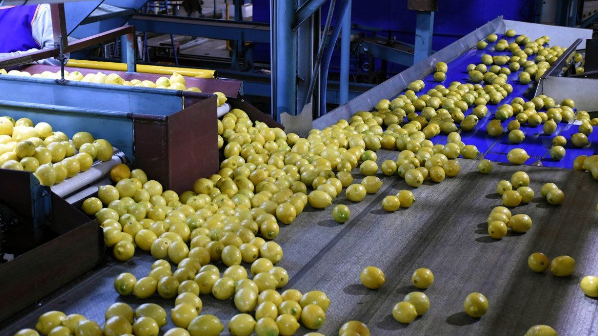 Todo Jujuy | Limones (2).JPG