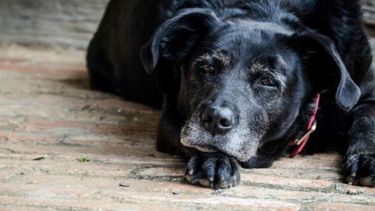 Buscan que las mascotas sean consideradas familias y solicitar una licencia especial en su muerte.