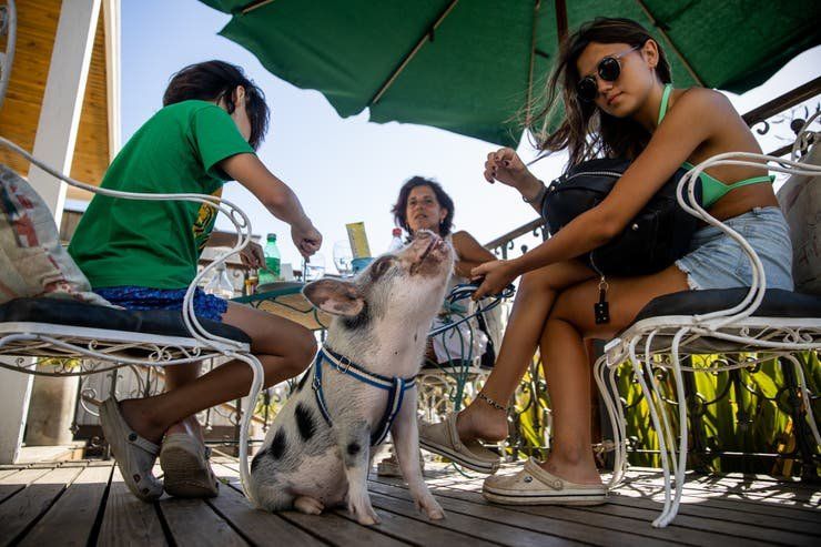Chanchi, el cerdito en Pinamar (3).jpg