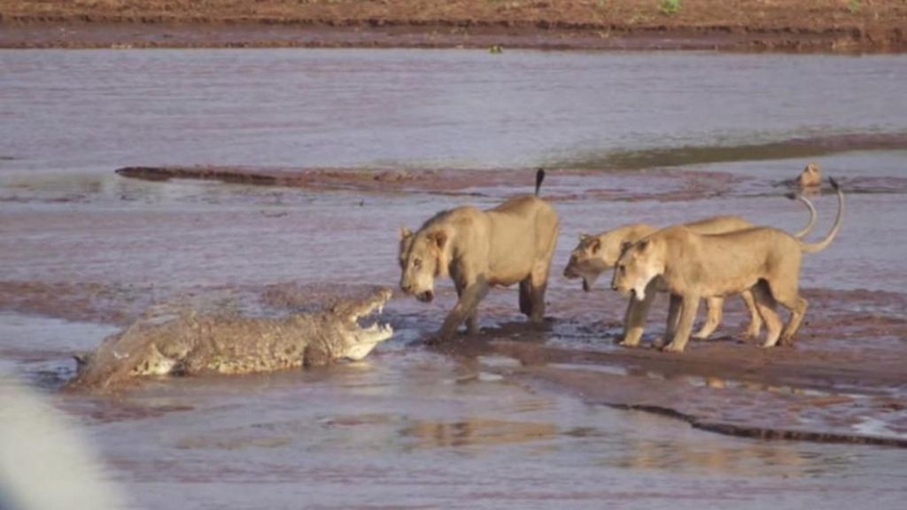 Leones y cocodrilo