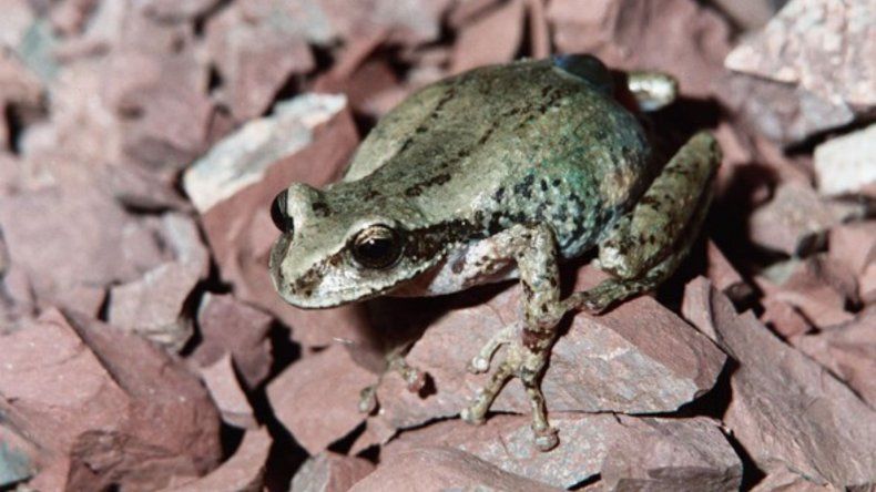Una extraña rana jujeña está entre las más buscadas del mundo