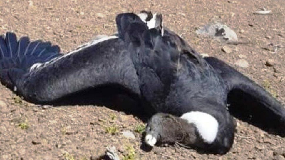 En un año murieron 90 cóndores andinos en nuestro país por agrotóxicos
