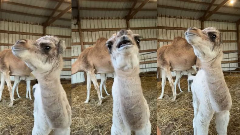 El particular saludo de un camello bebé que se volvió viral en las redes. &nbsp;