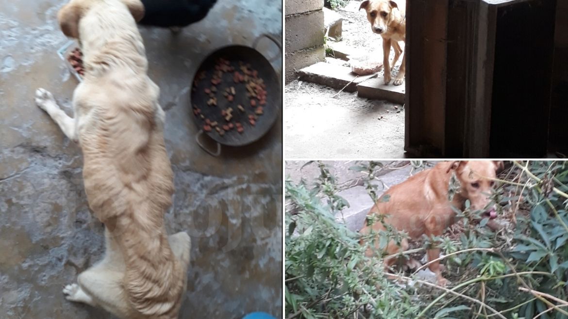 Todo Jujuy | Perros abandonados (1).jpg