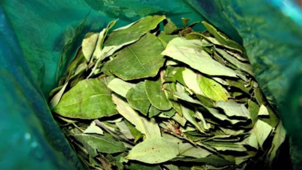 Hojas de coca cada vez llega menos producto