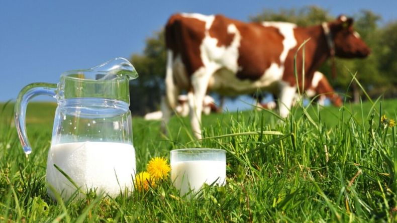 Día Mundial de la Leche.