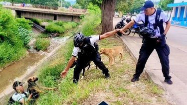 Policías rescataron a tres perros atrapados en un canal de San Pedro de Jujuy Policías rescataron a tres perros atrapados en un canal de San Pedro de Jujuy